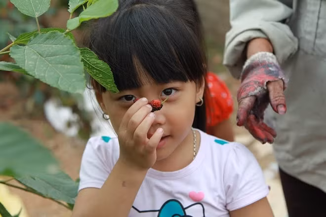 Quả dâu chín có thể ăn trực tiếp, hoặc ngâm thành nước hoa quả giải khát, thậm chí có công dụng làm thuốc.