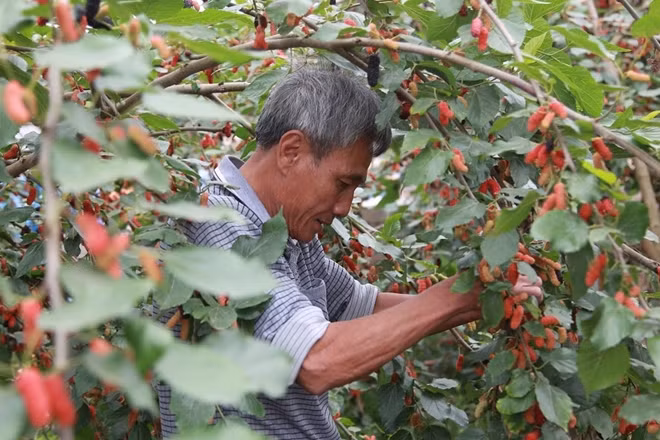 Ngoài hái quả dâu, người nông dân thường cắt cành để làm dâu ra quả nhiều hơn vào mùa sau.