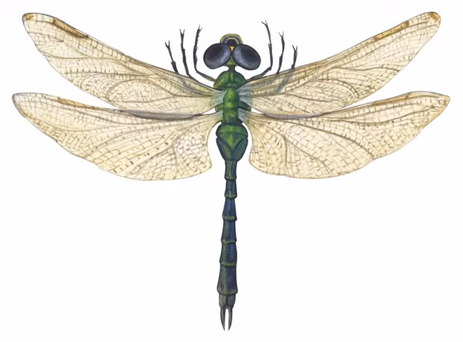 Loài chuồn chuồn xanh Common green darner (Anax junius).