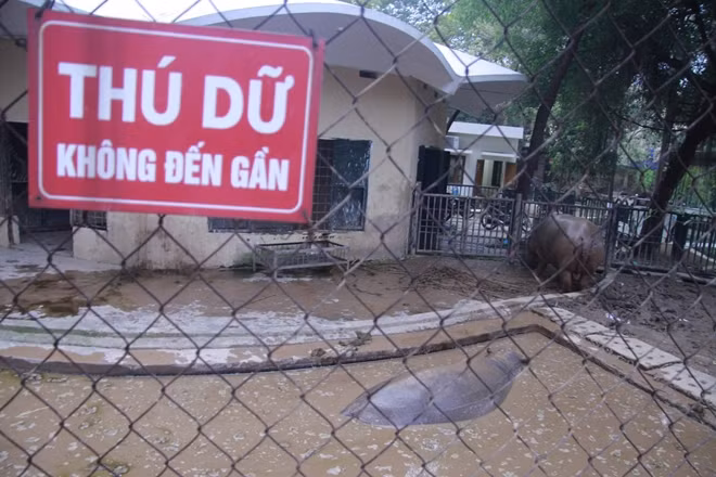 Khu nuôi hà mã cũng được công viên bơm thêm bùn và nước nóng nhằm giúp loài thú đặc hữu của châu Phi vượt qua được cái rét mùa đông Hà Nội.