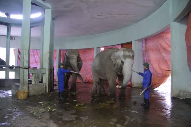Khu chuồng voi được quây bạt kín nhằm tránh gió đồng thời tăng cường tới 6 máy điều hòa công suất cao. Các quản tượng cho biết những ngày này thức ăn cho voi có thêm mía, khoai lang.. để chúng có sức chống rét.