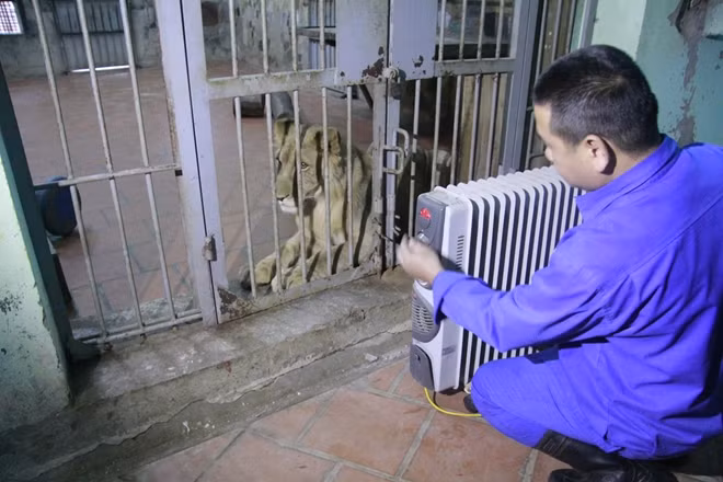 Các loài thú vốn sinh sống tại vùng khí hậu nóng như sư tử hay linh dương được đặc biệt quan tâm do chúng khó có khả năng thích nghi với thời tiết trở lạnh như thế này.