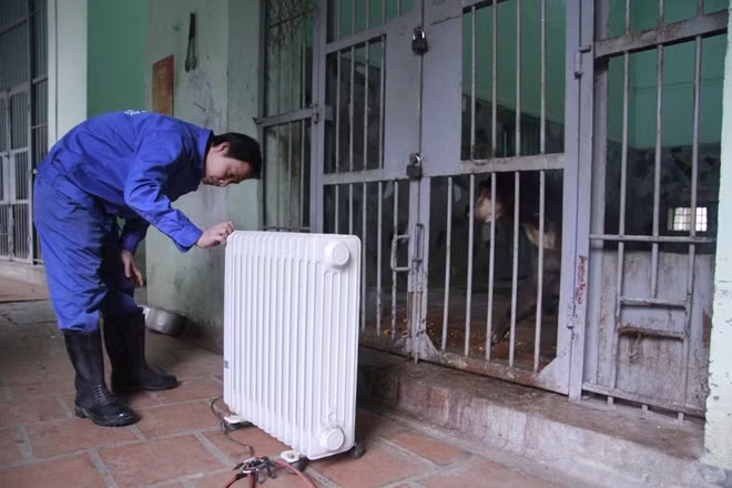 Ngoài đốt lửa thì các máy sưởi cũng được sử dụng tại các chuồng nuôi nhốt. Trong ảnh một máy sưởi đang được lặp đặt cạnh chuồng nuôi gấu ngựa tại Công viên Thủ Lệ.