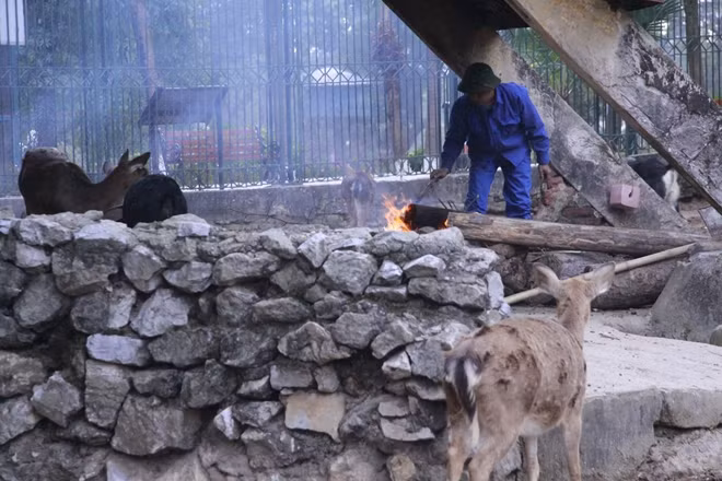 Một trong các biện pháp đó là nhóm lửa sưởi ấm cho các con thú. Trong khu vực nhốt hươu sao một đống lửa được đốt lên...