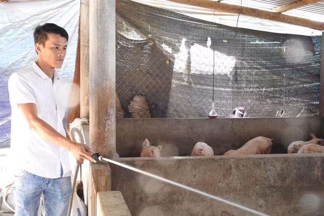 Nhân đang chăm sóc cho đàn lợn thịt.
