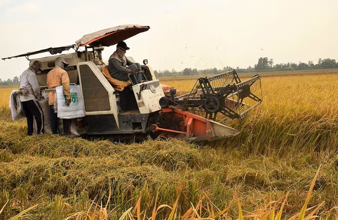 Cơ giới hoá thu hoạch lúa ở Đồng bằng sông Cửu Long.