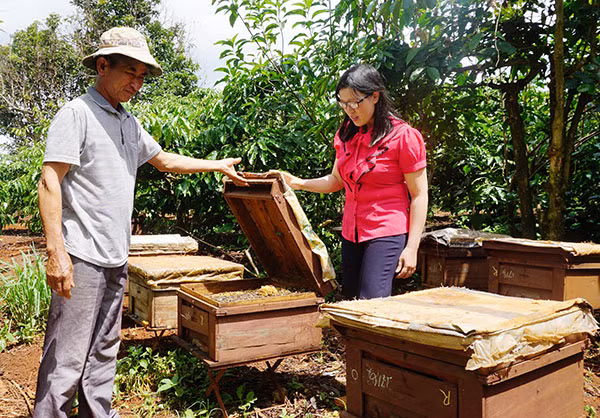 Người chăn nuôi ong lấy sữa lập tổ hợp tác cung cấp sản phẩm cho doanh nghiệp.