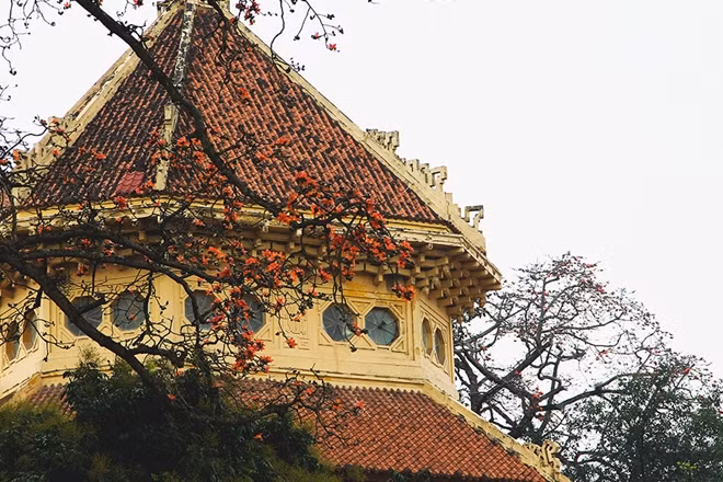 Hoa gạo thành phố cũng đẹp không kém gì cây hoa gạo ở những miền đồng quê.