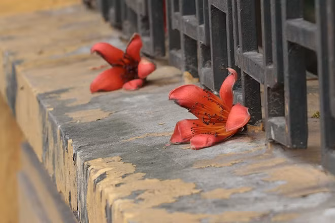 Hà Nội có vô số những mùa hoa, mỗi loài hoa một vẻ khác nhau điểm tô cho Thủ đô ngàn năm văn hiến.