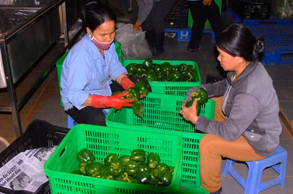Khan hiếm đã khiến giá các loại rau tăng mạnh.