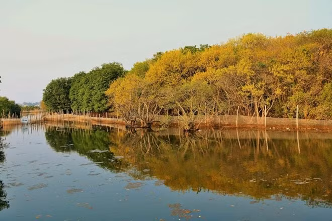 Rừng ngập mặn nguyên sinh Rú Chá ngày càng xanh tốt nhờ sự bảo vệ chăm sóc của vợ chồng ông Đáp.