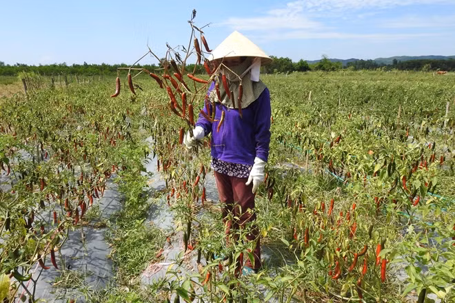 Người trồng ớt ở Quảng Trị trắng tay vì không được thu mua quả.