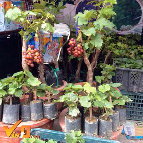 Nho cảnh Ninh Thuận. Nho cảnh Ninh Thuận.