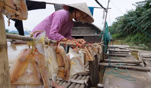 Người dân xẻ thịt cá chết đem phơi. Ảnh: Lê Hoàng. Người dân xẻ thịt cá chết đem phơi. Ảnh: Lê Hoàng.
