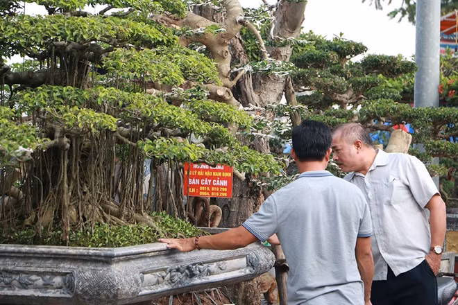 Mặc dù có giá rất cao nhưng nhiều chậu cây vẫn thu hút nhiều người mua. Theo ghi nhận của PV chiều 5-11, một khách hàng giấu tên đã mua sản phẩm trưng bày với 7 cây vạn niên tùng trồng trên một khúc vỏ cây lớn có hình con thuyền của một nhà vườn Khánh Hòa với giá 3 tỷ đồng.