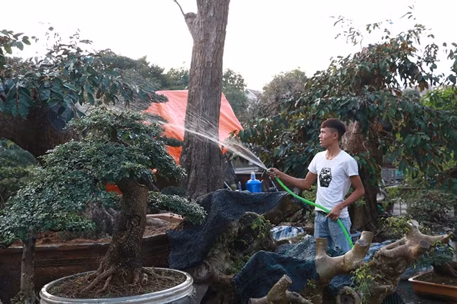 Các chủ vườn mang cây tới hội chợ vẫn liên tục chăm sóc "tác phẩm" của mình.