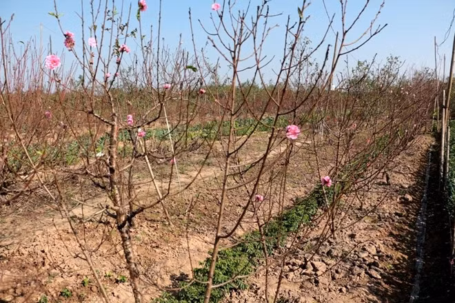 Những cánh hoa đào dù nở sớm không to, đẹp và đều cánh như chính vụ nhưng vẫn giữ được vẻ đẹp vốn có của thương hiệu đào nổi tiếng đất Bắc.