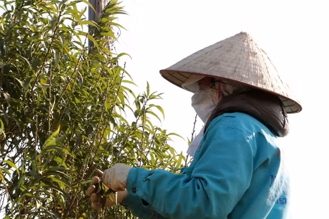 Thời tiết rét đậm nên chắc chắn cây đào sẽ ra hoa muộn. Nhưng vì năm nay nhuận nên dịp Tết Âm lịch chắc chắn người Hà Nội sẽ có những cành đào bùng nở. Trong ảnh người trồng đào đang tuốt lá để giữ đào nở hoa vào đúng dịp Tết Mậu Tuất.