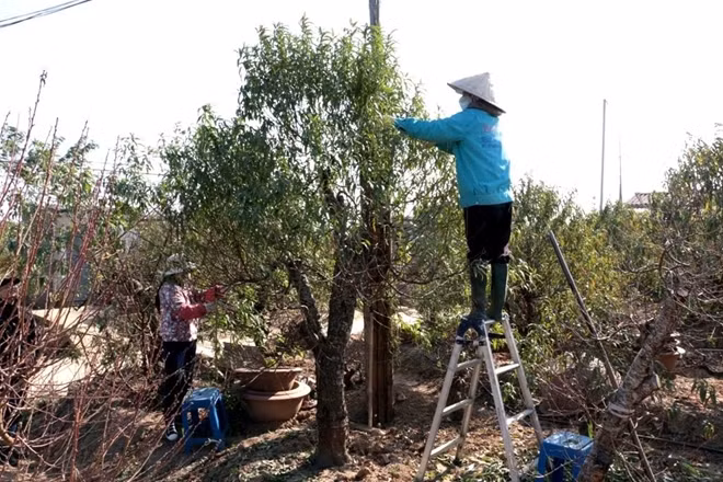 Các vườn đào Nhật Tân hiện còn rất nhiều gốc đào cổ thụ và những gốc mới sẵn sàng phục vụ thị trường Tết.