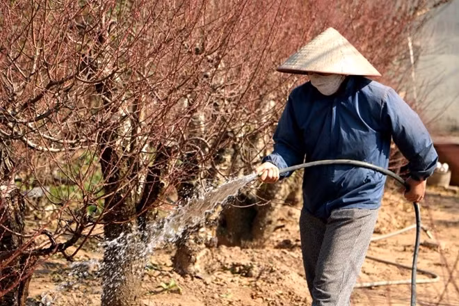 Thời tiết lạnh, cộng với nắng nhiều khiến đào rất thiếu nước. Một người trồng đào ở Nhật Tân cho biết mấy ngày gần đây, chị ngày nào cũng phải tưới 2 lần cho vườn đào của mình.