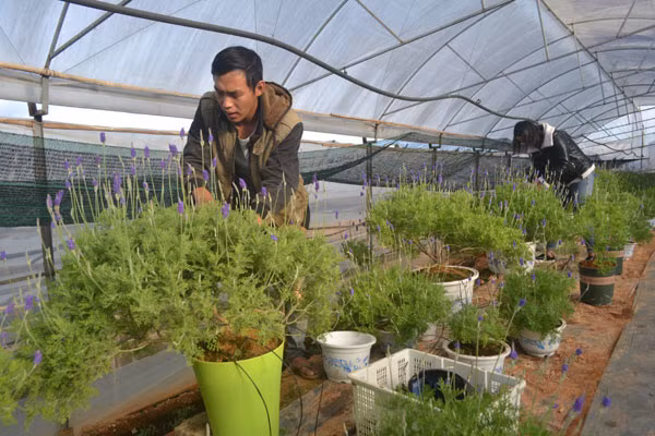 Anh Nguyễn Thế Tài chăm sóc hoa lavender Tết.