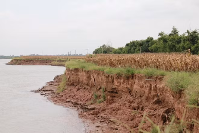 Đất bãi thuộc thôn Tân Thắng bị sụt lở nghiêm trọng.