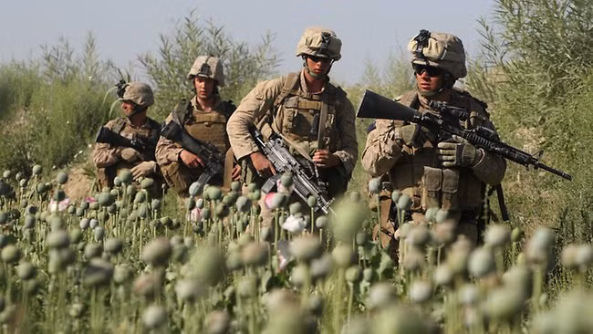 Diện tích cây anh túc ở Afghanistan ngày càng tăng.