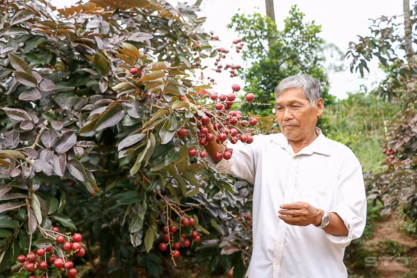 Giống nhãn tím quý được người Thái Lùng mua ở Sóc Trăng (Ảnh: Thơ Phạm).