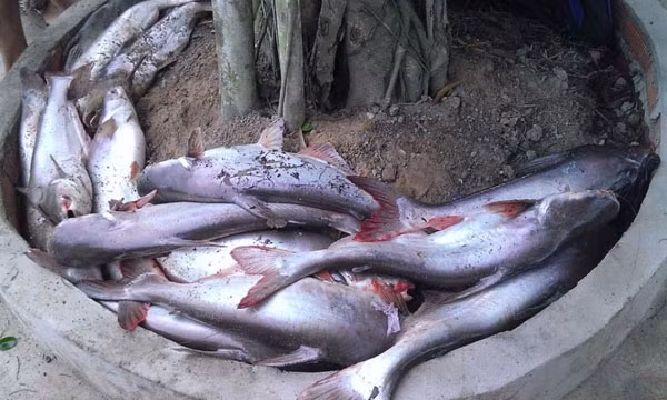 Ngạnh của cá tra rất nguy hiểm. Ngạnh của cá tra rất nguy hiểm.