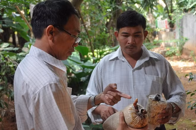 Ông Hoàng Minh Hải cho biết, đã cấy thành công giống nấm quý trên bột gỗ cây lim xanh của anh Hoa cung cấp.