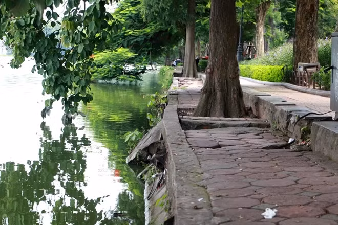 Đặc biệt, đường tản bộ quanh hồ là không gian xanh được rất nhiều người dân Thủ đô chọn để tản bộ, hóng mát, tập thể dục...