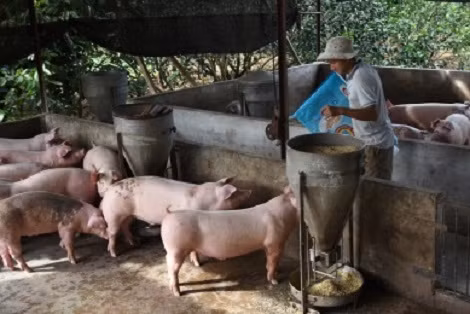 Người chăn nuôi lợn ở Đồng Nai đang tập trung tái đàn.