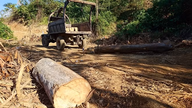 Nhiều lóng gỗ nằm ngổn ngang và chiếc xe Reo dùng để vận chuyển gỗ lậu tại hiện trường vụ phá rừng Tiểu khu 341.