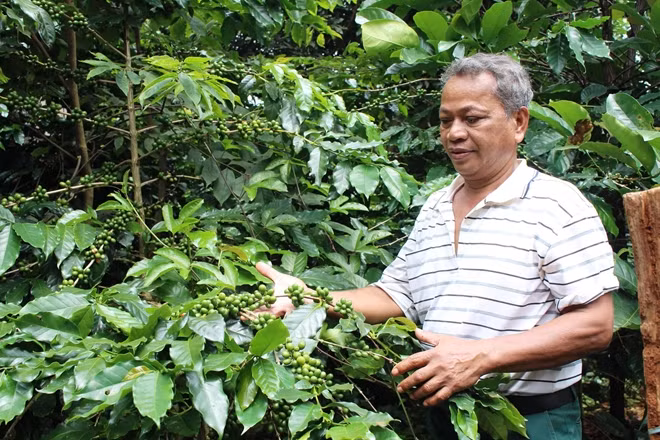 CCB Hồ Doi tiên phong đầu tư phát triển kinh tế hộ gia đình, giúp đỡ nhiều hộ dân còn khó khăn trên địa bàn xã Hướng Phùng.
