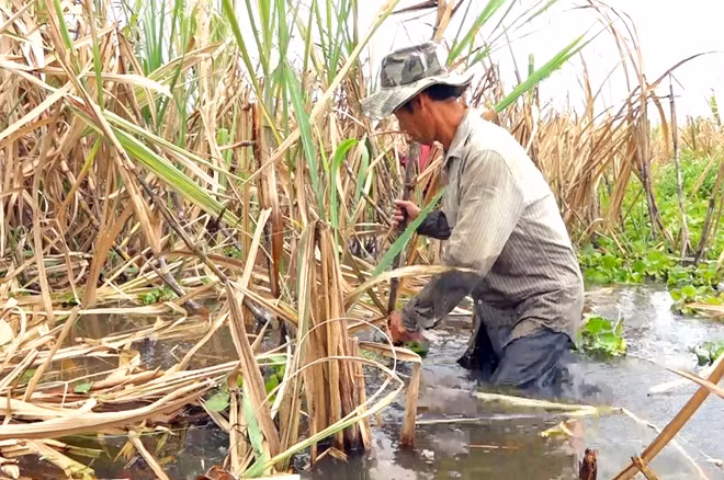 Nông dân trồng mía tại huyện Phụng Hiệp (tỉnh Hậu Giang) trầm mình thu hoạch mía chạy lũ.