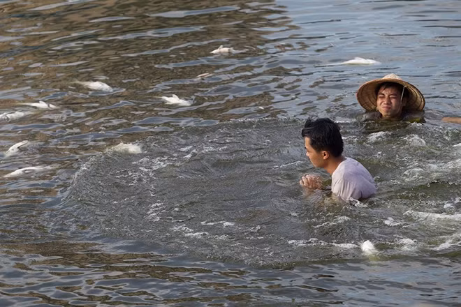 Cá chết có mùi khá khó chịu tuy nhiên những công nhân này vẫn ra sức thu gom để làm sạch mặt hồ.