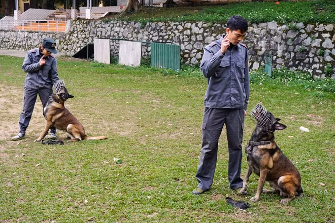 Tập sủa theo hiệu lệnh.