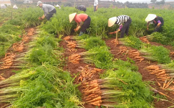 Nông sản Đà Lạt tăng giá mạnh do khan hiếm hàng. Ảnh: CTV. Nông sản Đà Lạt tăng giá mạnh do khan hiếm hàng. Ảnh: CTV.