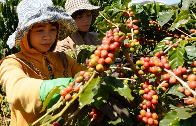 Cà phê chè Đà Lạt.