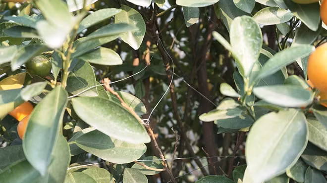 Để tạo thế cho quất, người trồng sử dụng dây thép để chằng cành và tạo ra tán hay các hình dáng theo ý muốn.