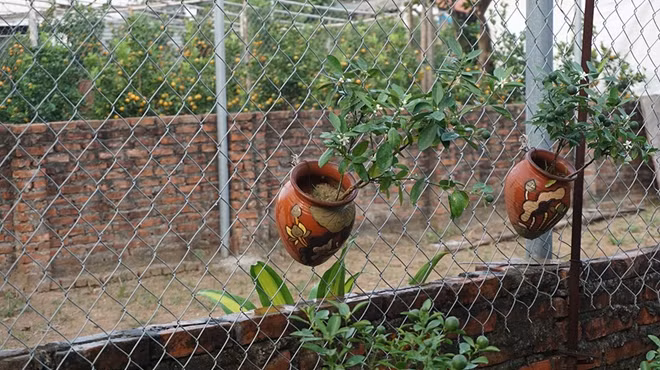 Quất Bonsai có đủ hình dáng từ rất nhỏ có thể treo tường.