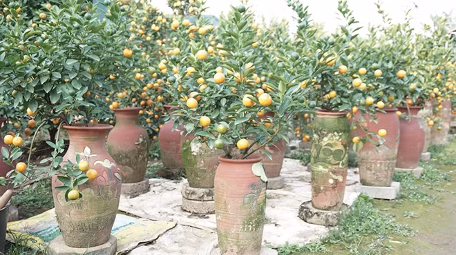 Thời gian gần đây nhiều chủ vườn quất trồng đại trà quất Bonsai.