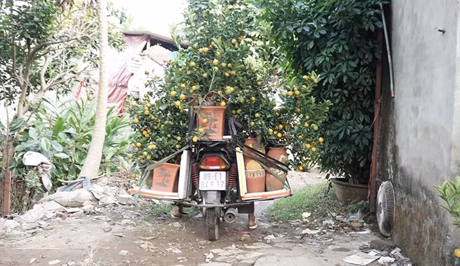 Chưa vào dịp cận Tết nhưng nhiều cây quất Bonsai đã có người đặt mua. Các chủ vườn thường thuê người dùng xe máy chở các cây quất được đặt mua tới khách hàng.