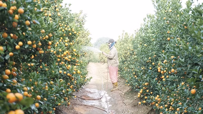 Một chủ vườn đang tưới cho những cây quất cảnh của mình. Với những vườn lớn có cả trăm cây quất lớn đây là công việc không hề nhẹ nhàng. Người ta thường tưới cho cây vào sáng sớm và buổi chiều.