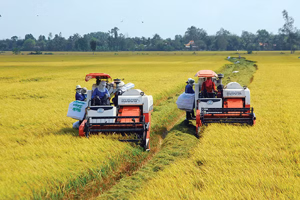 Sản xuất lúa gạo còn gặp nhiều rủi ro do thiên tai, hạn hán, xâm nhập mặn, lũ lụt.