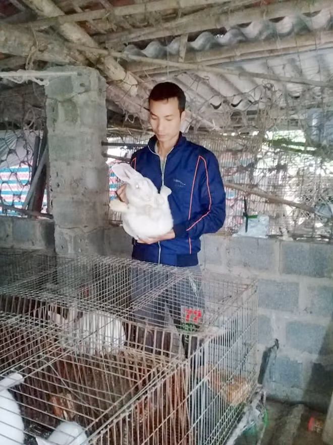 Sau khoảng 3 - 3,5 tháng nuôi là cho xuất bán, lúc này thỏ New Zealand của trang trại Nguyễn Văn Ba đạt trọng lượng từ 2 - 2,5 kg/con.