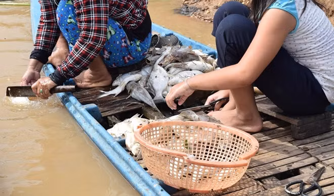 : Cá chết trên sông Sài Gòn được người dân vớt lên với đủ loại lớn nhỏ - ảnh