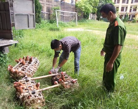 Gà thịt siêu trứng thải loại bị bắt giữ.