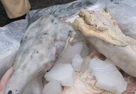 Chân bò đã chuyển màu, bốc mùi hôi.