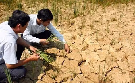 Nhiều diện tích lúa vụ bị mất trắng hoặc giảm năng suất do khô hạn. Ảnh minh họa.